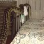 Mitten in der Nacht: Sie wird von einer 5 Meter großen Python geweckt!