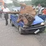 Achtung! So sieht Wildwechsel in Indien aus!