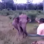Sri Lanka: Er versucht, einen Elefanten mit einer einfachen Geste zu stoppen