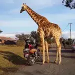 Was die Giraffe mit dem Motorrad "treibt", ist komplett verrückt (Video)