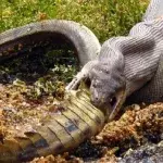 Diese Python nimmt den Mund ganz schön voll