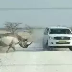 Wenn ein Nashorn ein Auto mit Touristen wütend rammt