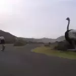 Wenn Fahrradfahrer in der freien Natur von einem Strauß verfolgt werden