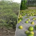 Unfassbar! Dieser Baum ist so tödlich, dass es schon gefährlich ist, nur unter ihm zu stehen!