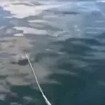 Touristen stecken Köder ins Wasser und bereuen es sofort