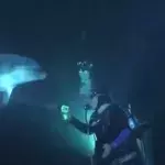 Dieser Delphin nähert sich diesen Tauchern aus einem überraschenden Grund