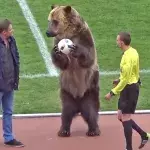 Russland: Bär eröffnet Fußballspiel und sorgt für heftige Reaktionen