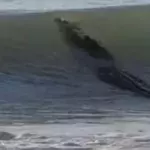 Australien: Ein riesiges Krokodil sorgt an einem Strand für Panik