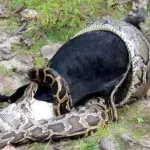 Dorfbewohner schauen dem angsteinflößenden Mahl eines Pythons in Indien zu