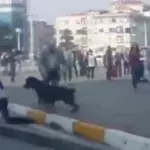 Straßenschlägerei: Plötzlich greift ein Rottweiler ein