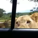 Wenn mitten auf einer Safari ein Löwe die Tür eines Touristenautos öffnet