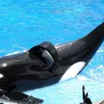 SeaWorld macht wichtige Ankündigungen bezüglich ihrer Orkazucht