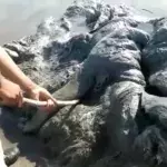 Ein komisches Meeresgeschöpf wurde an einem Strand in Mexiko entdeckt