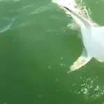 Riesiger Fisch verschlingt einen Hai mit nur einem Bissen!