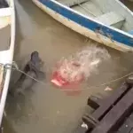 Touristen füttern in Brasilien ausgehungerte Piranhas in einem Fluss
