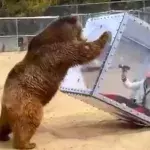 Sie ist in einer Glasbox eingeschlossen und einem hungrigen Grizzly ausgeliefert!