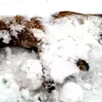 Mann findet steifgefrorenen Welpen im Schnee. Doch dann hört er ein Wimmern!