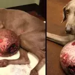 Dieser Hund hatte einen 6 kg schweren Tumor... Eine Tierschutzverein verhalf ihm zu neuem Leben!