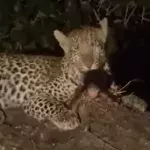 Die rührende Reaktion eines Leopards auf das Baby seiner Beute