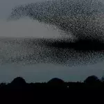 Schottland: Tausende Staren sorgen für eine faszinierende Vorstellung am Himmel