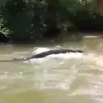Brasilien: Fischer macht furchterregende Entdeckung im Fluss