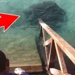 Überraschung beim Fischefüttern