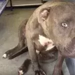 Ein Pitbull wird im Tierheim abgegeben, weil er aggressiv sein soll... Dort erst erfährt er, was Liebe ist!