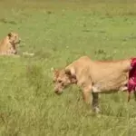 Schwerverletzte Löwin in Kenia von Tierärzten gerettet.