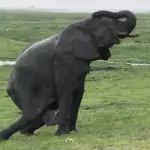 Elefantengeburt in Wildpark in Afrika: Herde eilt zum Schutz herbei