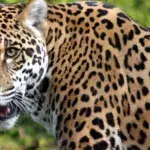 Nach Tötung eines Jaguars in Ecuador wird ein Mann zu sechs Monaten Gefängnis verurteilt