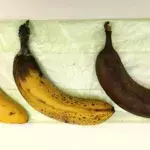 Tipps und Tricks - Episode 5: Wie lagert man Bananen, ohne dass die Schale schwarz wird?