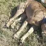 Mann rettet ausgesetzten Hund, den alle schon für tot hielten