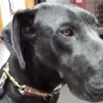 Was die Hündin am Kopf hat, schockiert Tierärzte und Retter