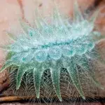 15 unglaubliche Verwandlungen von der Raupe zum Schmetterling