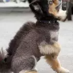 Tierfrisuren: Wie kann man seinem Hund so etwas antun?