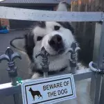 Bei diesen 15 Hunden bringt selbst das Warnschild nichts mehr