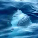 Mutprobe geht viral: Niemand kann nach diesen Bildern noch ins Wasser gehen!