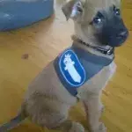 20 Hundewelpen und ihre zukünftigen Dienstuniformen