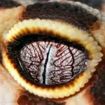 Die außergewöhnlichen Augen dieser Tiere werden euch hypnotisieren