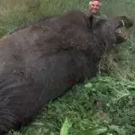 Das größte Wildschwein der Welt: Das Sus Scrofa Attila ist das Monster der türkischen Wälder