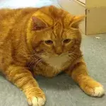Die dickste Katze der Welt
