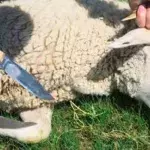 Mann schächtet Schafe: Gerichtsurteil sorgt für Unverständnis