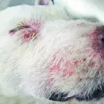 Aujeszkysche Krankheit: Wildschwein-Virus wird zur Gefahr für Hunde und Katzen