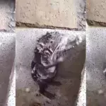 Die „duschende“ Ratte und die traurige Wahrheit dahinter
