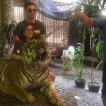 Empörung im Netz: So fies wird ein Tiger zu Fotos mit Touristen gezwungen