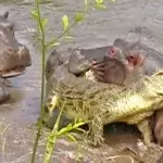 Das Krokodil wagt sich mitten in eine Horde von Nilpferden und bereut es sofort