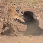Tiger greift an: Die Bärin verteidigt verzweifelt ihr Junges