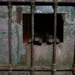 Vor einem Jahr wurde der Zoo geschlossen: Doch noch immer leben hier Tiere!