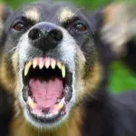 Belästigung: Hund rettet Frau