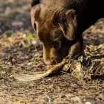 Hundehalter, aufgepasst: Die Polizei warnt vor präparierten Tierködern
